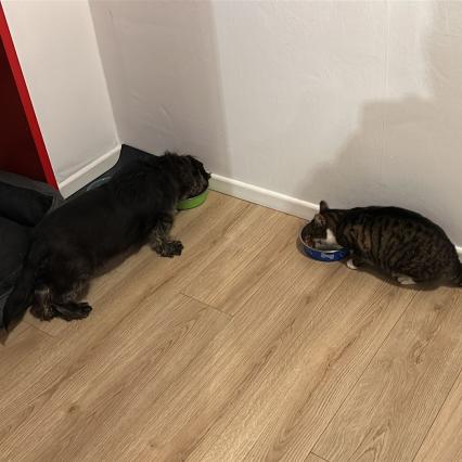 Hund und Katze fressen friedlich nebeneinander