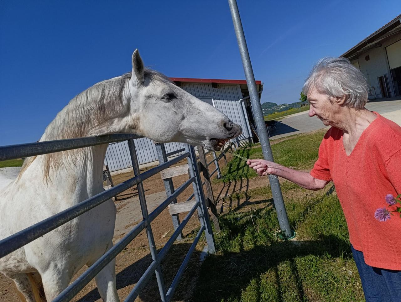 Ein Gast der Tagespflege füttert ein Pferd