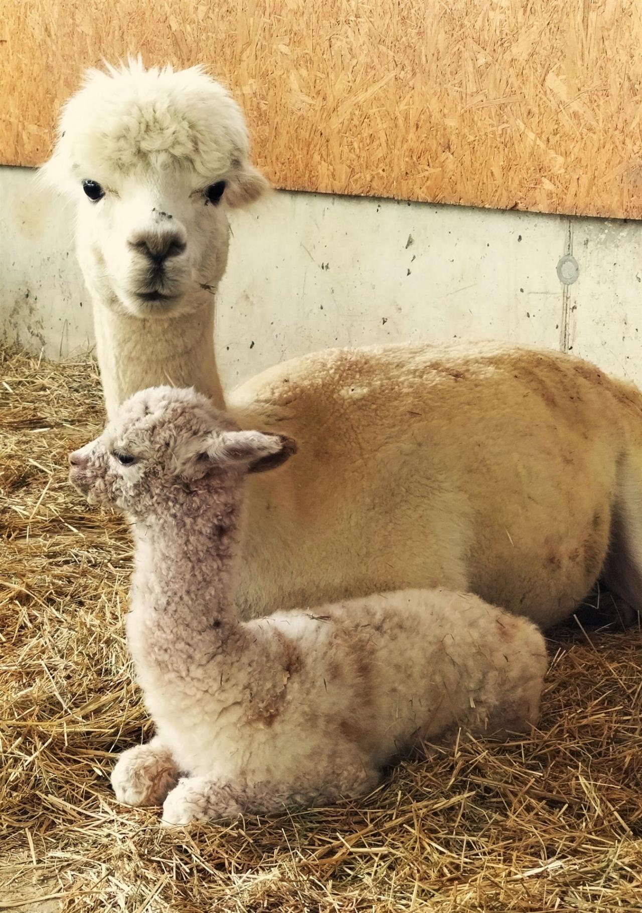 das Bild zeigt eine Alpaka-Mama mit ihrem neugeborenen Baby