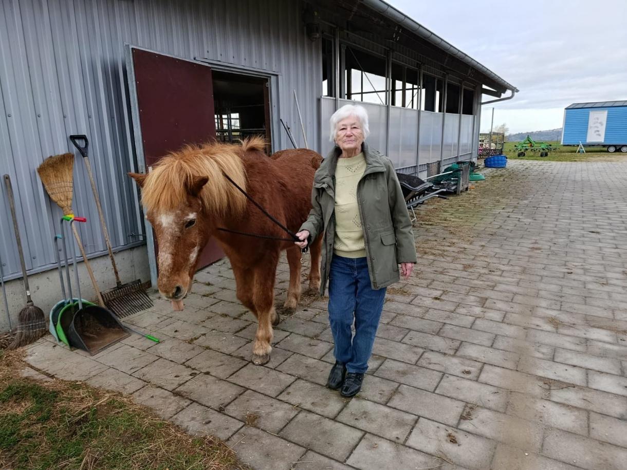 Ein Tagesgast führt ein Island-Pony