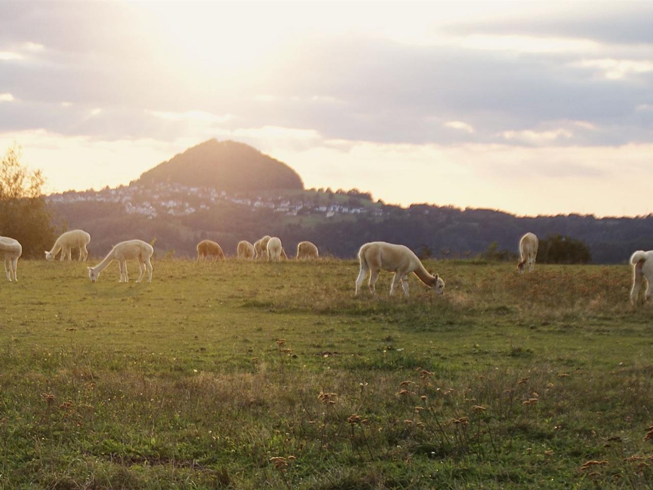 Morgenstimmung auf der Hanik-Ranch