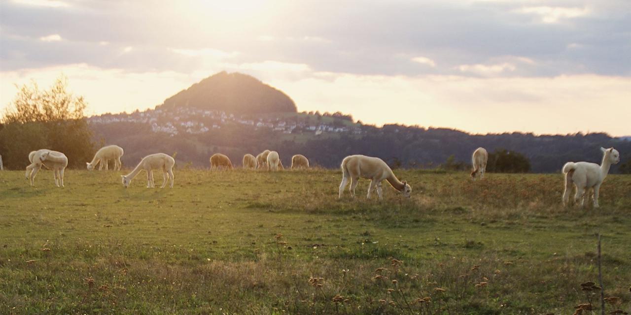 Morgenstimmung auf der Hanik-Ranch