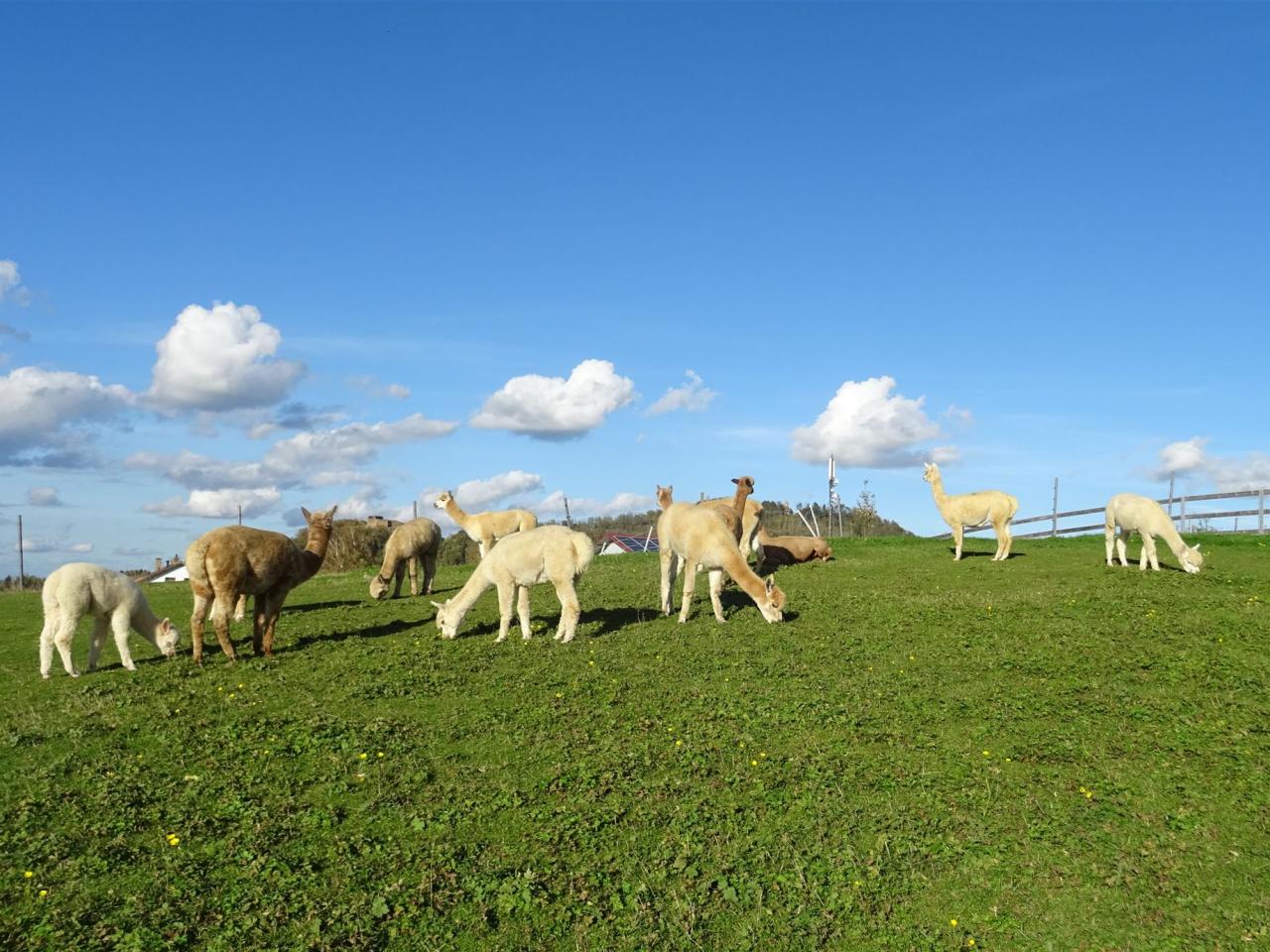 Alpakas auf der Hanik-Ranch