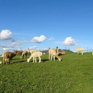Alpakas auf der Hanik-Ranch