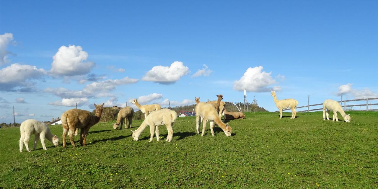 Alpakas auf der Hanik-Ranch