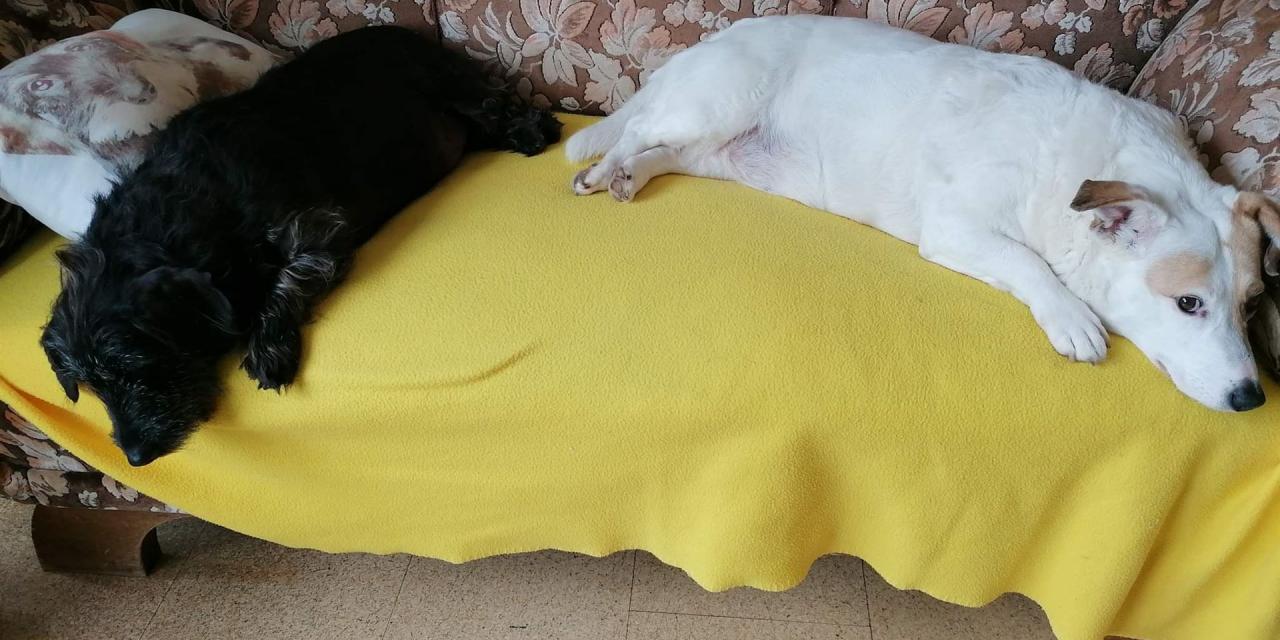 Wir haben 2 besondere Gäste - unsere Schmusehunde