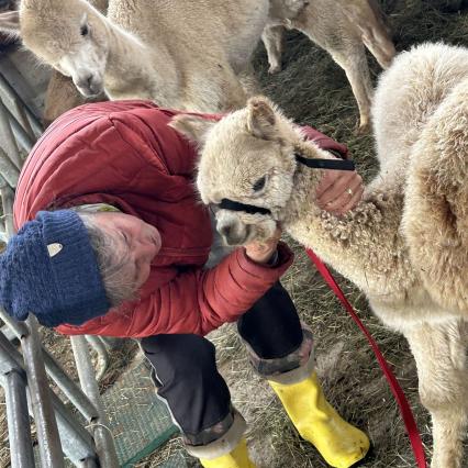 das Laufgeschirr wird erstmalig angelegt