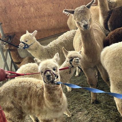 dieses kleine Alpaka mag das Laufgeschirr noch gar nicht