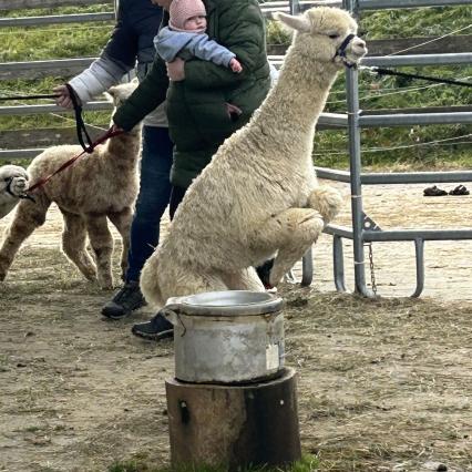 unser Leo wehrt sich gegen das ungewohnte Laufgeschirr
