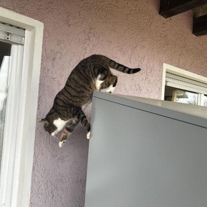 ... unsere Katze springt von oben auf den Tisch