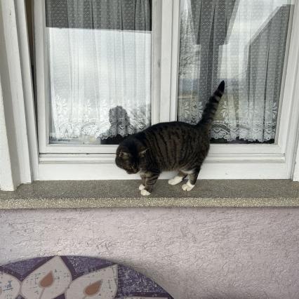unsere Katze auf dem Fenstersims
