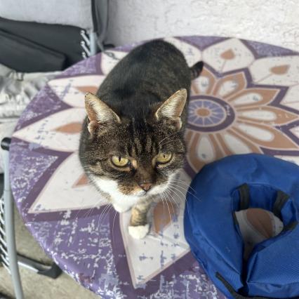 unsere Katze auf dem Tisch