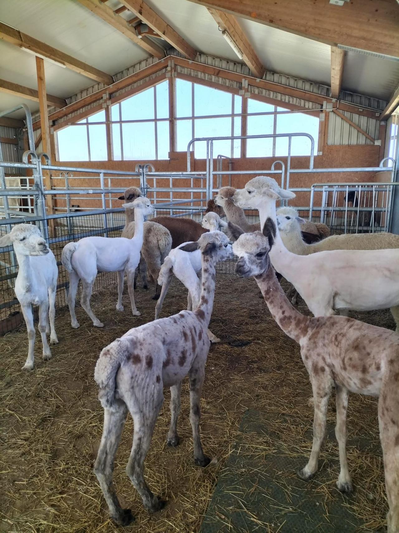 Alpakas nach dem Scheren