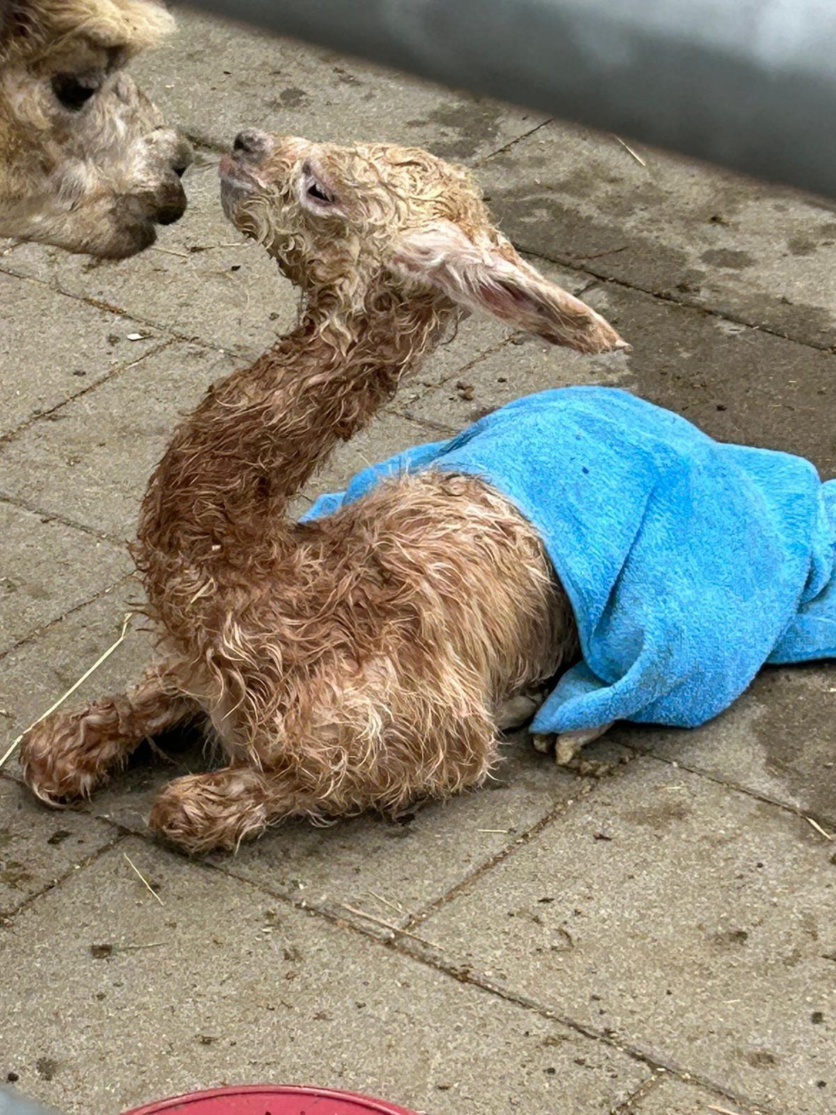 Eine Alpakamama küsst ihr neugeborenes Fohlen