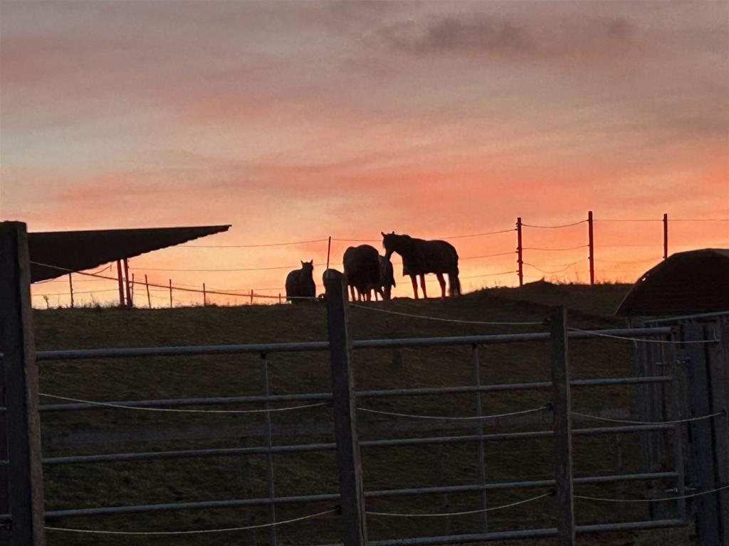 Silhouetten von Pferden auf einer Wiese vor einem farbenprächtigen Sonnenuntergang, begrenzt durch einen Metallzaun.